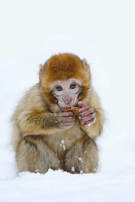 Barbary macaque or magot (Macaca sylvanus), young animal sitting in the snow and eating, winter, Azrou, Morocco