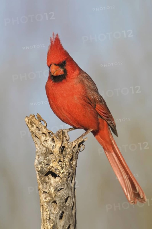 Northern Cardinal (Cardinalis cardinalis), Arizona, USA