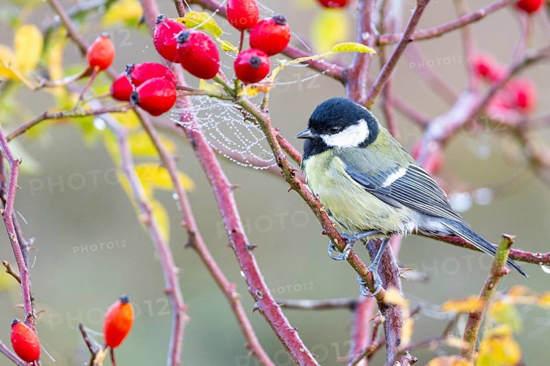 Great tit (Parus major) Germany