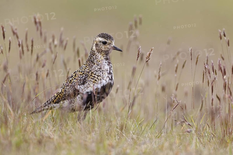 European Golden Plover (Pluvialis apricaria), Iceland