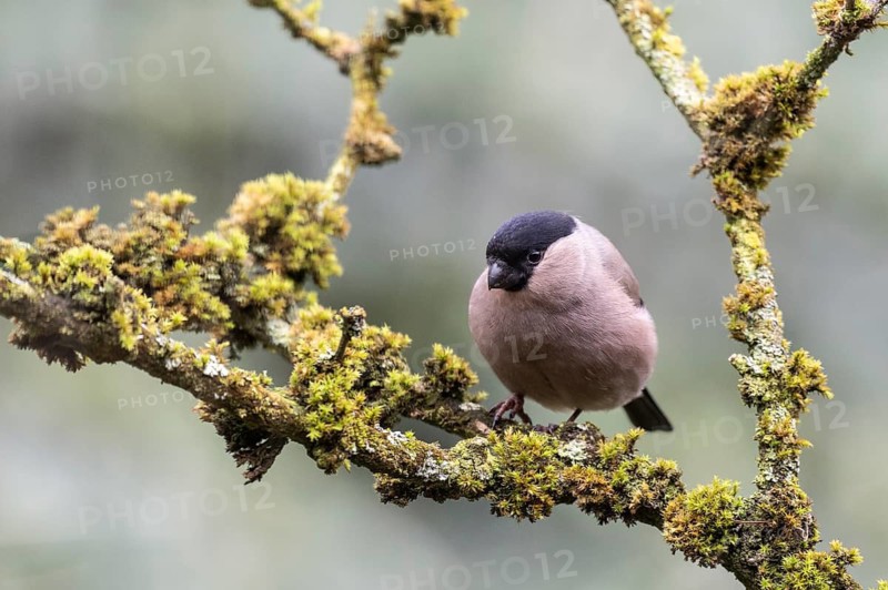 Bullfinch (Pyrrhula pyrrhula), Emsland, Lower Saxony, Germany
