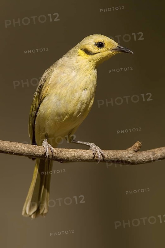 Yellow-tinted Honeyeater (Ptilotula flavescens), Western Australia, Australia