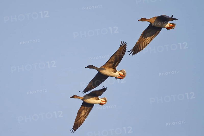 Taiga Bean Goose (Anser fabalis) flying, North Rhine-Westphalia, Germany