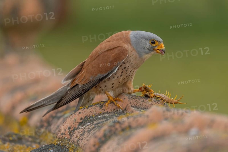Lesser kestrel (Falco naumanni), male, with scolopender, Extremadura, Spain