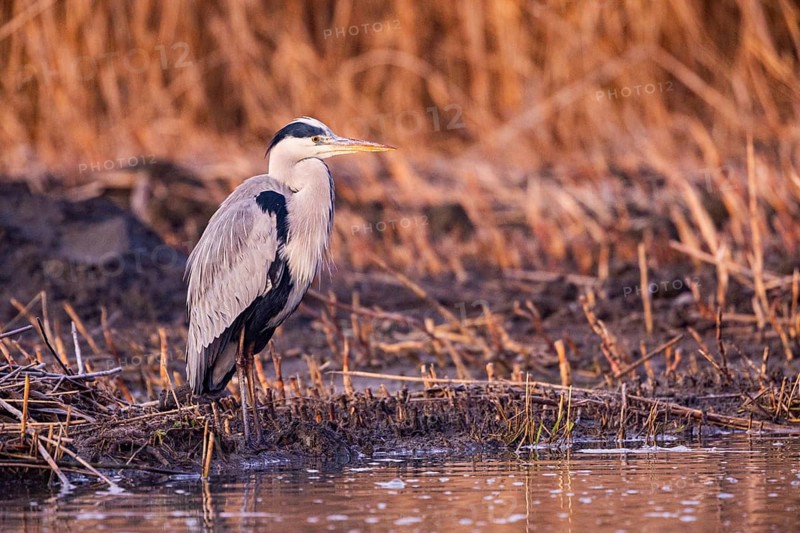 Grey heron (Ardea cinerea) Germany