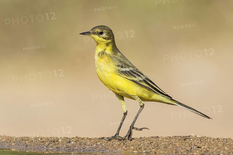 Western Yellow Wagtail (Motacilla flava), Eilat, Israel