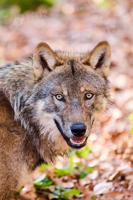 Close-up of a Eurasian wolf (Canis lupus lupus) portrait in a forest in spring, Bavarian Forest National Park, Germany