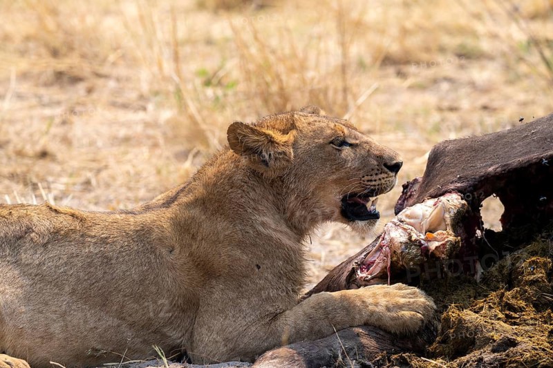 Lioness (Panthera leo) feeding on the carcass of a dead Cape buffalo, Moremi Game Reserve, Botswana