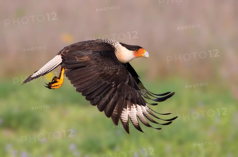 Crested Caracara (Caracara cheriway)