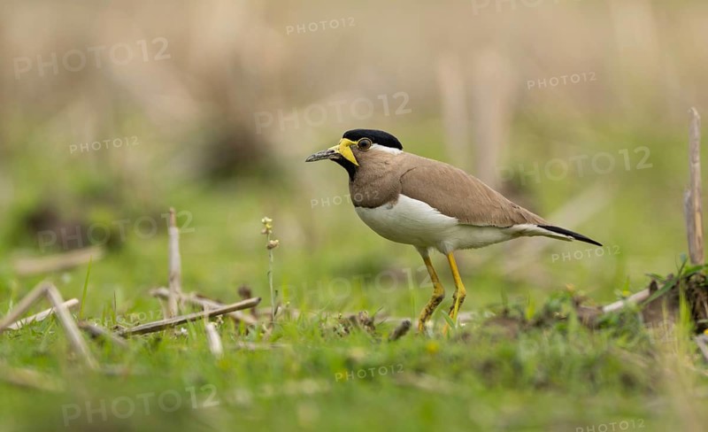 Yellow-wattled Lapwing (Vanellus malabaricus) foraging in a dry agricultural field, Sreepur, Gazipur, bangladesh