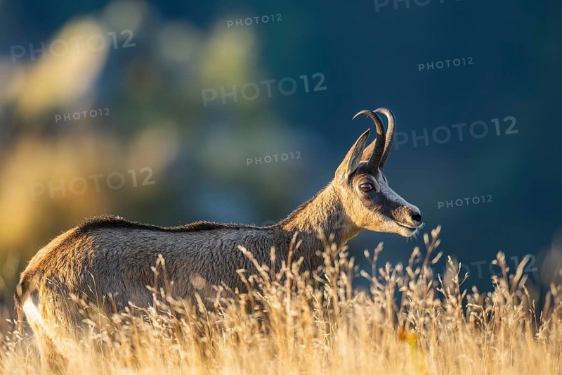 Chamois (Rupicapra rupicapra) on a meadow in the morning sun in the Vosges Mountains, wildlife, France