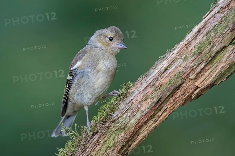 Common Chaffinch (Fringilla coelebs) juvenile, North Rhine-Westphalia, Germany