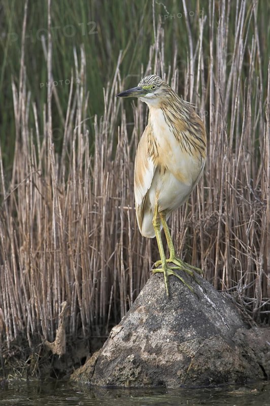 Squacco Heron (Ardeola ralloides), Lesvos, Greece