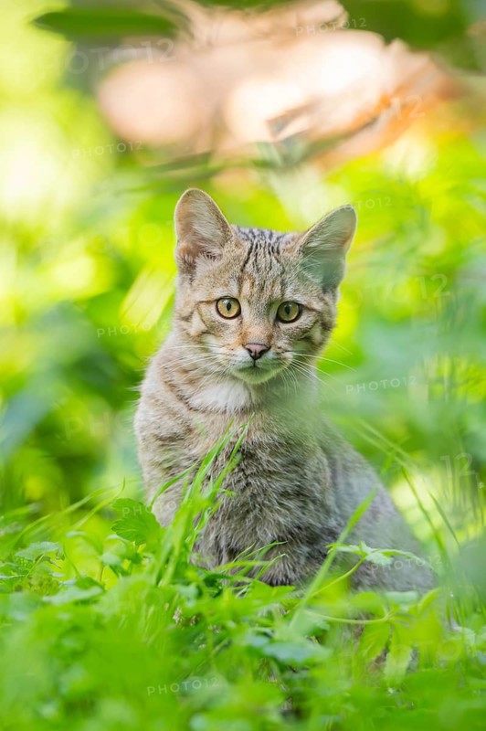 European wildcat (Felis silvestris silvestris) on a meadow, Hesse, Germany