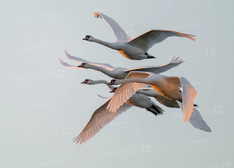 Mute swans (Cygnus olor) in flight, warm morning light, Lower Saxony, Germany