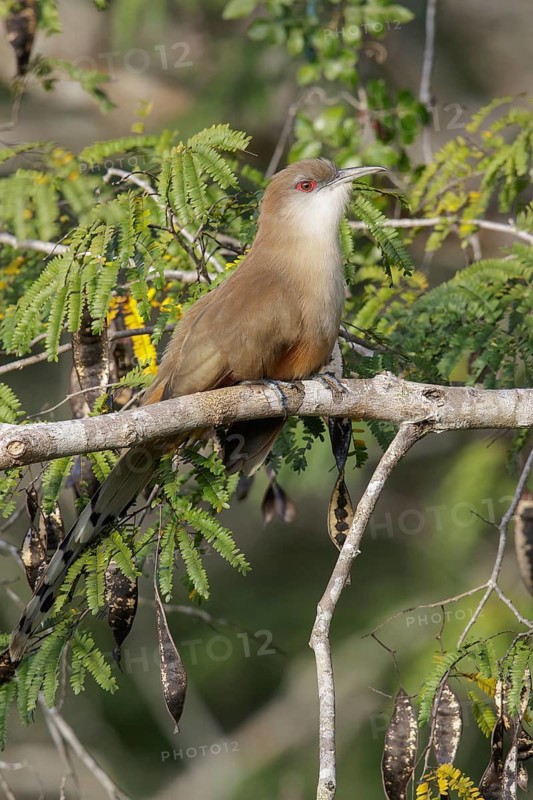 Great Lizard Cuckoo (Coccyzus merlini) perched on a branch in Cuba