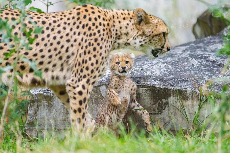 Cheetah (Acinonyx jubatus) mother with her youngster, captive, occurrence Africa