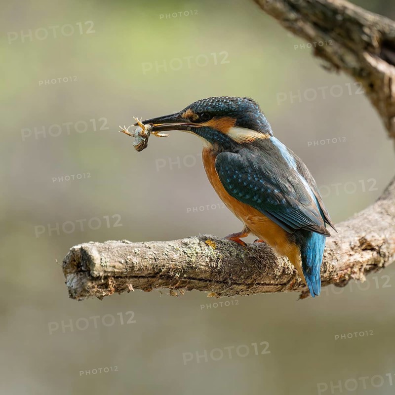 Kingfisher (Alcedo atthis) sitting on a branch, perch, with captured prey frog (Rana) in its beak, Lower Saxony, Germany