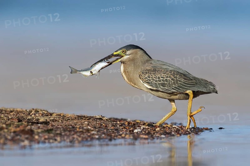 Striated Heron (Butorides striata) with fish prey in its beak, Eilat, Israel