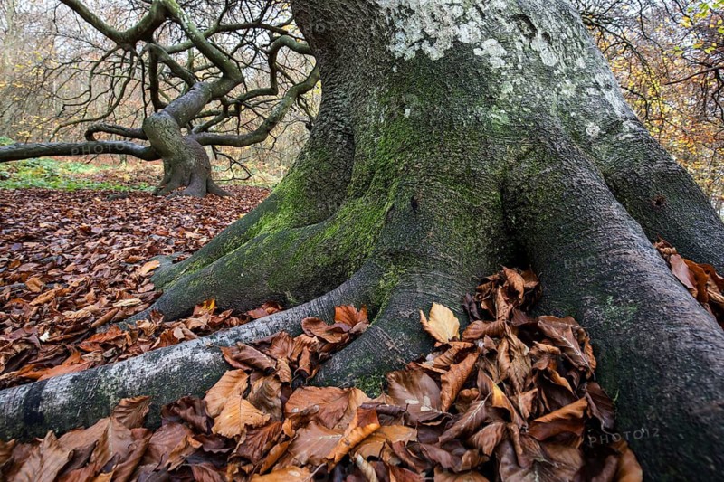 Süntelbuchen (Fagus sylvatica), cripple beeches, Hexenwald, Semper Forest Park, near Lietzow, Rügen, Mecklenburg-Western Pomerania, Germany