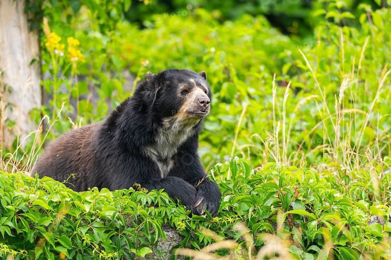 American black bear (Ursus americanus), lying in the busches, captive, Zoo Augsburg, Bavaria, Germany