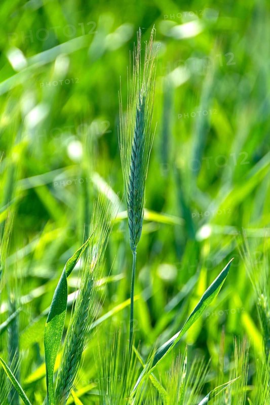 Close up of an ear of barley (hordeum vulgare) in a field. Auvergne Rhone Alpes. France