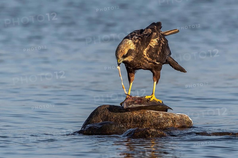 Western Marsh Harrier (Circus aeruginosus) female eating fish, Mecklenburg-Western Pomerania