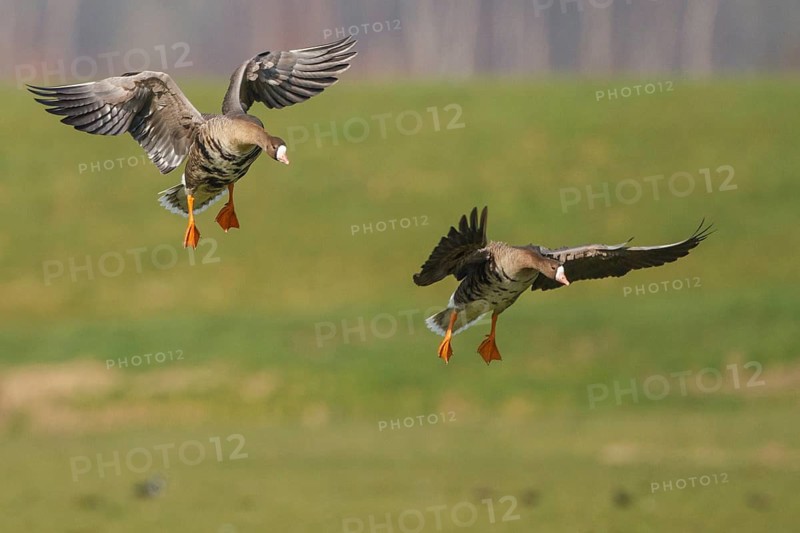 Greater White-fronted Goose (Anser albifrons) flying, Netherlands