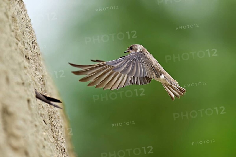 Sand martin (Riparia riparia), approaching the breeding tube, Reussegg nature reserve, Canton Aargau, Switzerland