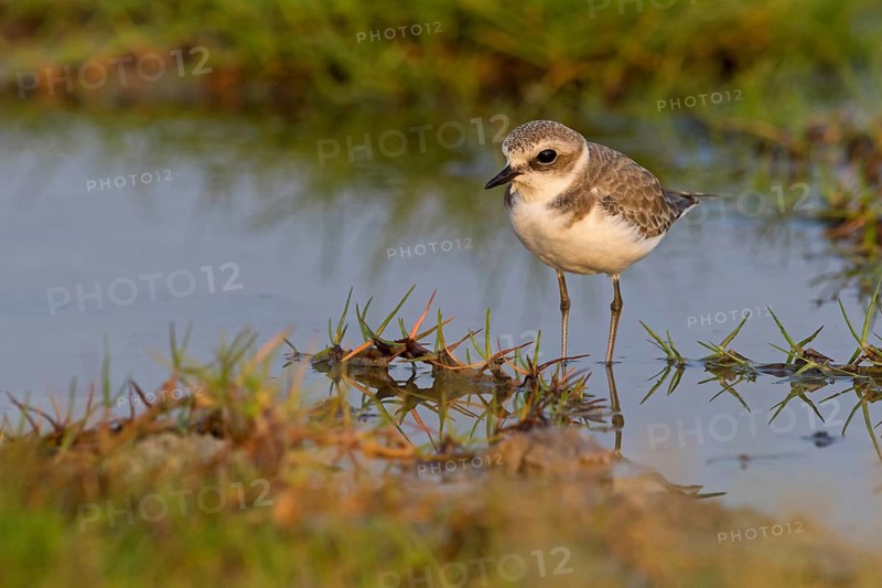 Animals, birds, plover, Kentish plover, (Charadrius alexandrinus), biotope, habitat, foraging, Khawr Rawri, Salalah, Sohar, Oman