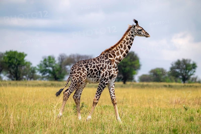 Maasai giraffe (Giraffa tippelskirchi), young animal, Serengeti National Park, Tanzania