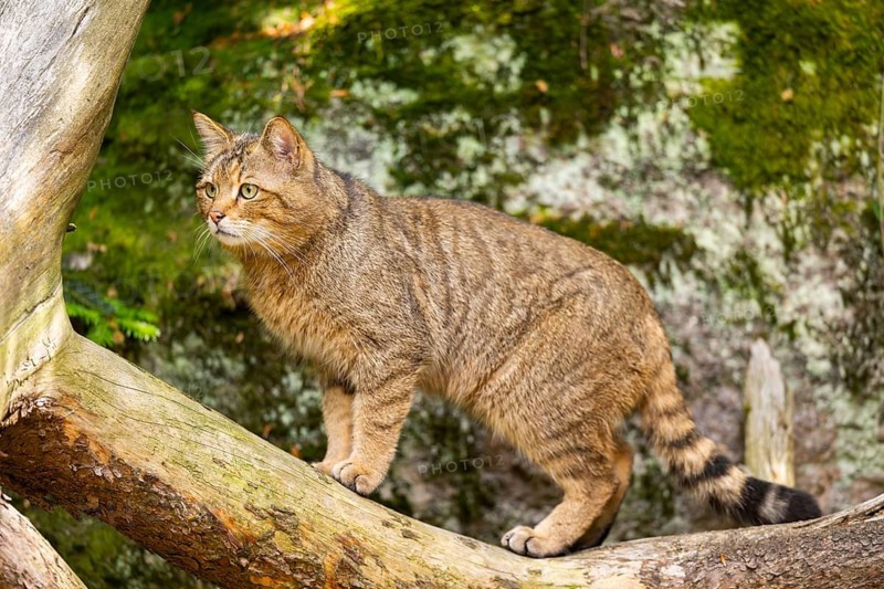 European wildcat (Felis silvestris silvestris) standing in a forest, Bavaria, Germany