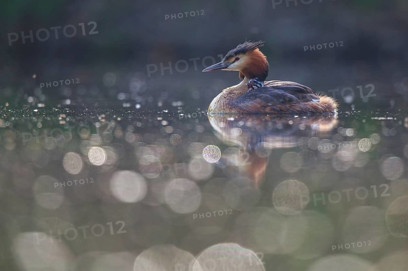 Great Crested Grebe (Podiceps cristatus), North Rhine-Westphalia, Germany