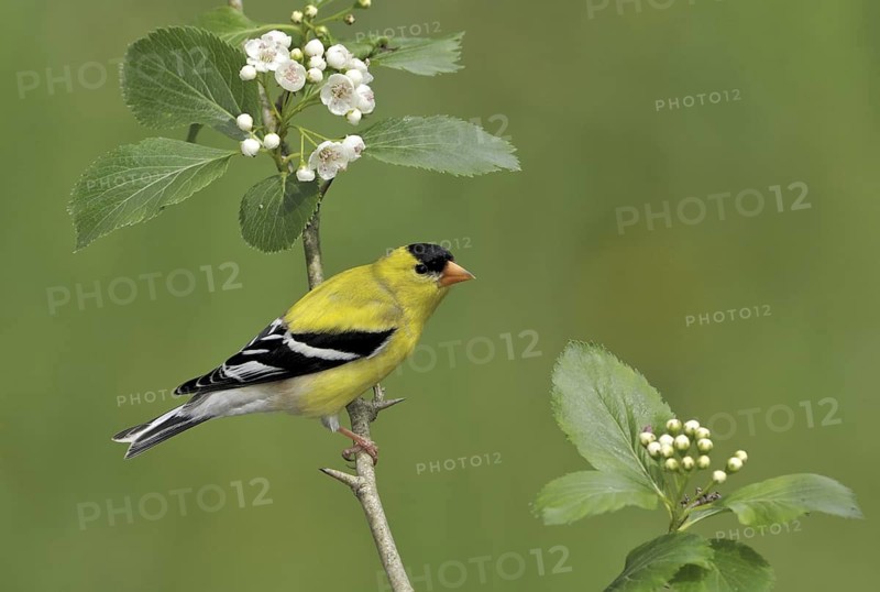 American Goldfinch (Spinus tristis) male, British Columbia, Canada