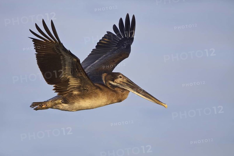 Brown Pelican (Pelecanus occidentalis) flying, Ecuador