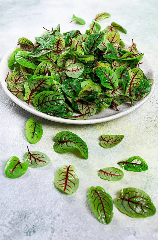 Sorrel bloody Mary, fresh baby sorrel leaves, with red veins, micro-greens, on a plate