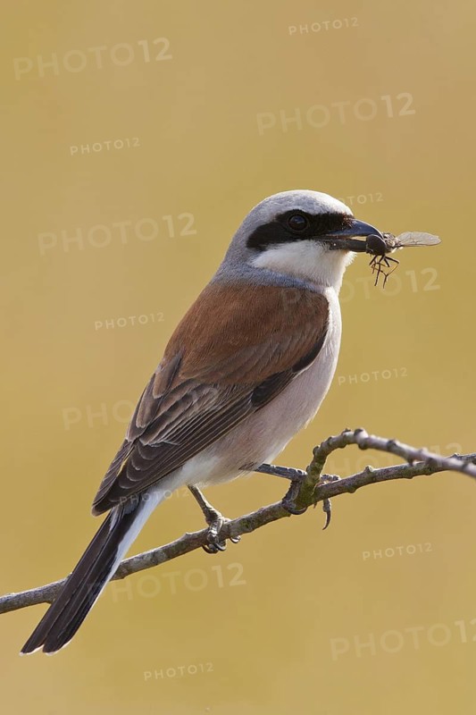Red-backed Shrike (Lanius collurio) male, Lower Saxony, Germany