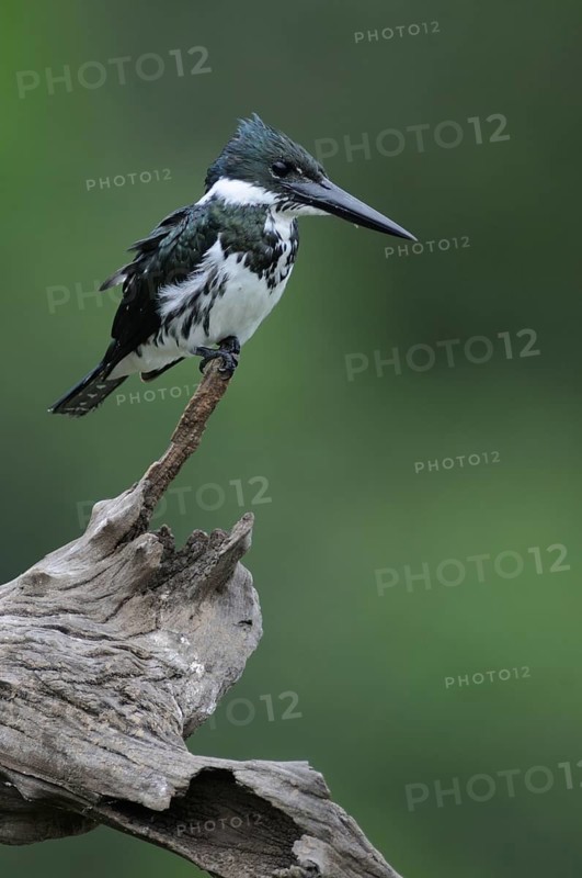 Amazon Kingfisher (Chloroceryle amazona), Pantanal, Brazil