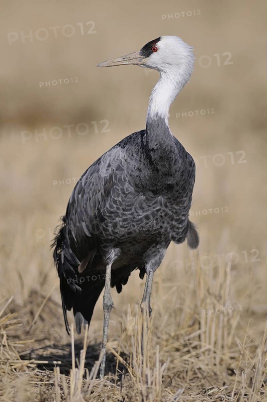 Hooded Crane (Grus monacha), Arasaki, Japan