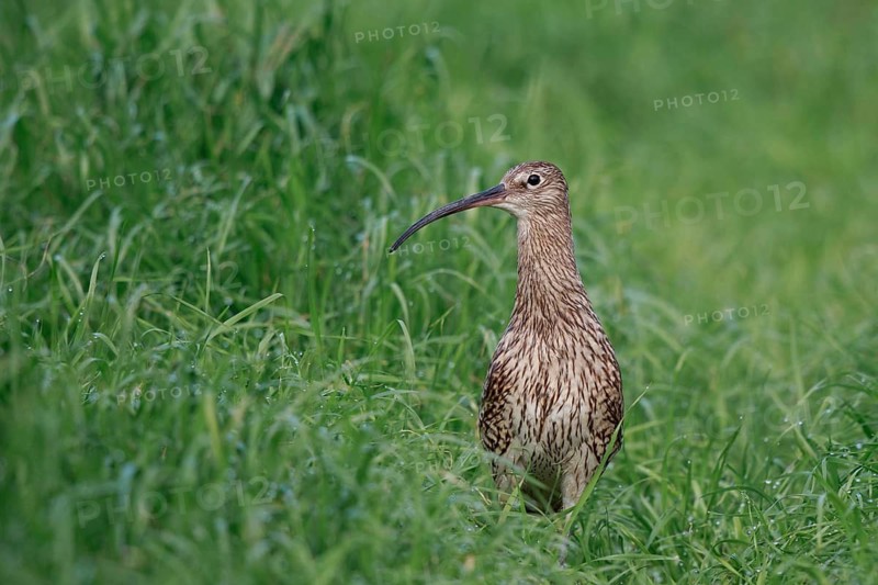 Eurasian Curlew (Numenius arquata) female, North Rhine-Westpalia, Germany