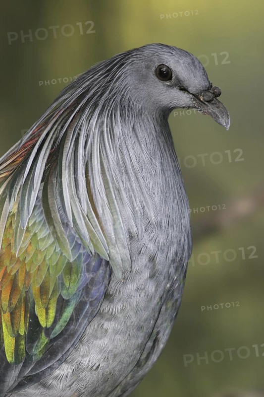 Nicobar Pigeon (Caloenas nicobarica), California, USA