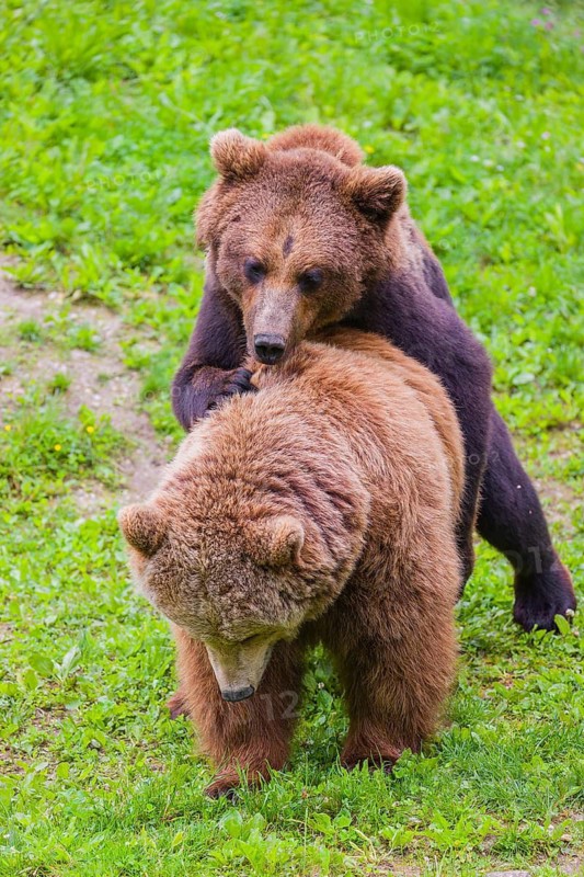 A young male Eurasian brown bear (Ursus arctos arctos) and a much older female mate (sort of) at the edge of a forest