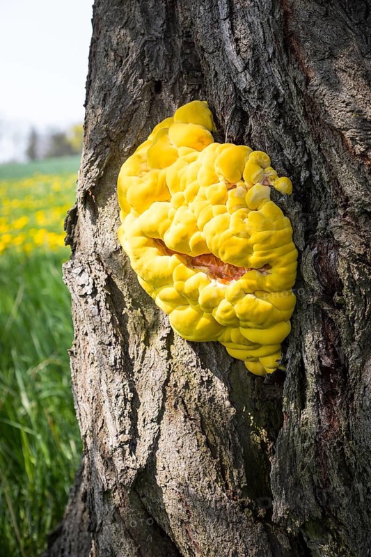 Light yellow common sulphur fungus (Laetiporus sulphureus) on a tree trunk, Saxony, Germany