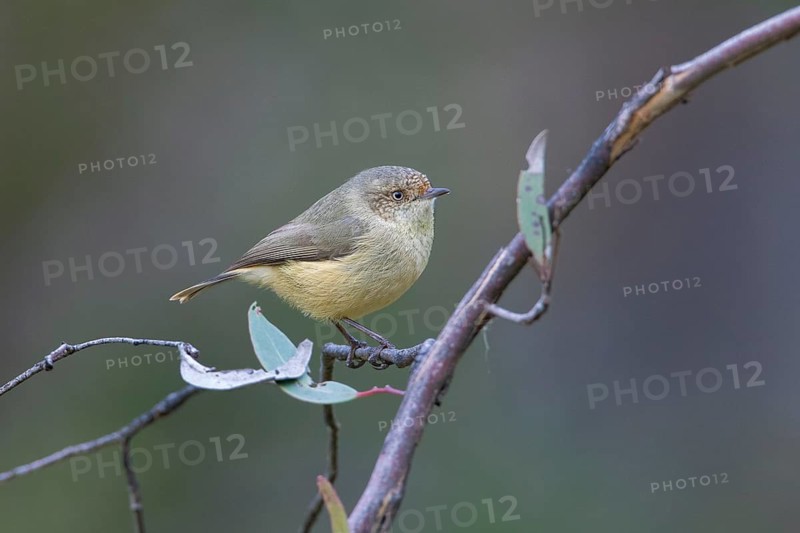Buff-rumped Thornbill (Acanthiza reguloides), Victoria, Australia