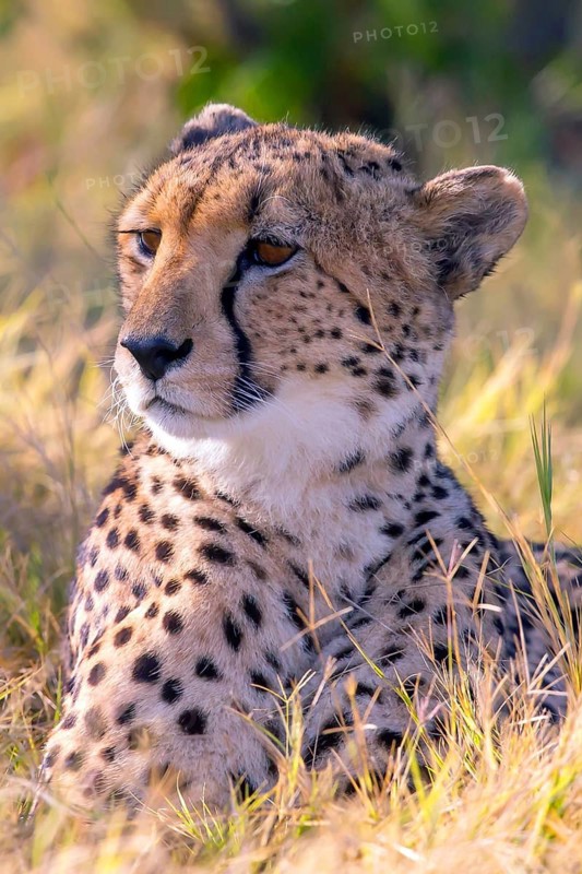 Africa, Botswana, cheetah, Acinonyx jubatus, Botswana, Botswana