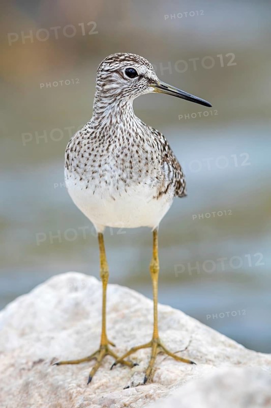Bruchwasserläufer, Wood Sandpiper, Tringa glareola, Chevalier sylvain, Andarríos Bastardo