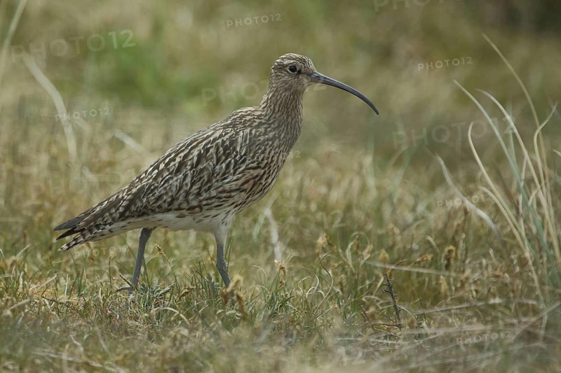 Eurasian curlew (Numenius arquata), Nationaal Park Duinen, Texel, North Holland, Netherlands