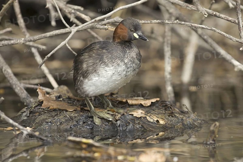 Little Grebe (Tachybaptus ruficollis), Saxony, Germany