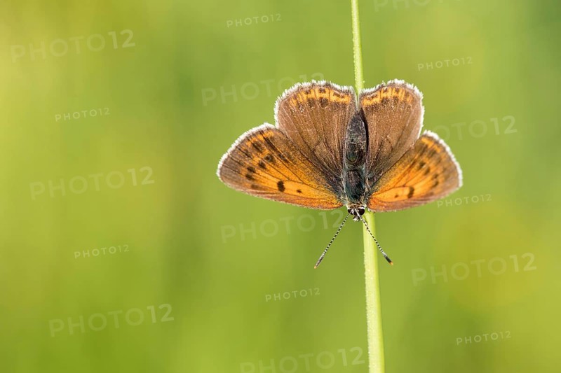 Rode vuurvlinder, Purple-edged Copper, Lycaena hippothoe