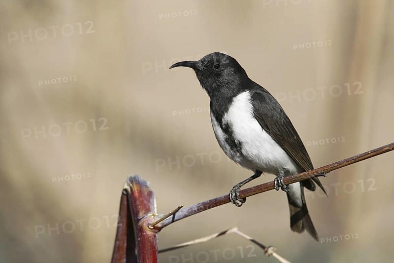Black Honeyeater (Sugomel nigrum) male, Queensland, Australia